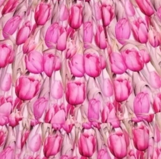 Šaty Tulipániky ružové alebo fialové, KRÁTKY RUKÁV/ AKTUÁLNE, letné tenučká tričkovina- točivé, SLOVENSKÉ č.92,98,104,110,116,122,128,134,140